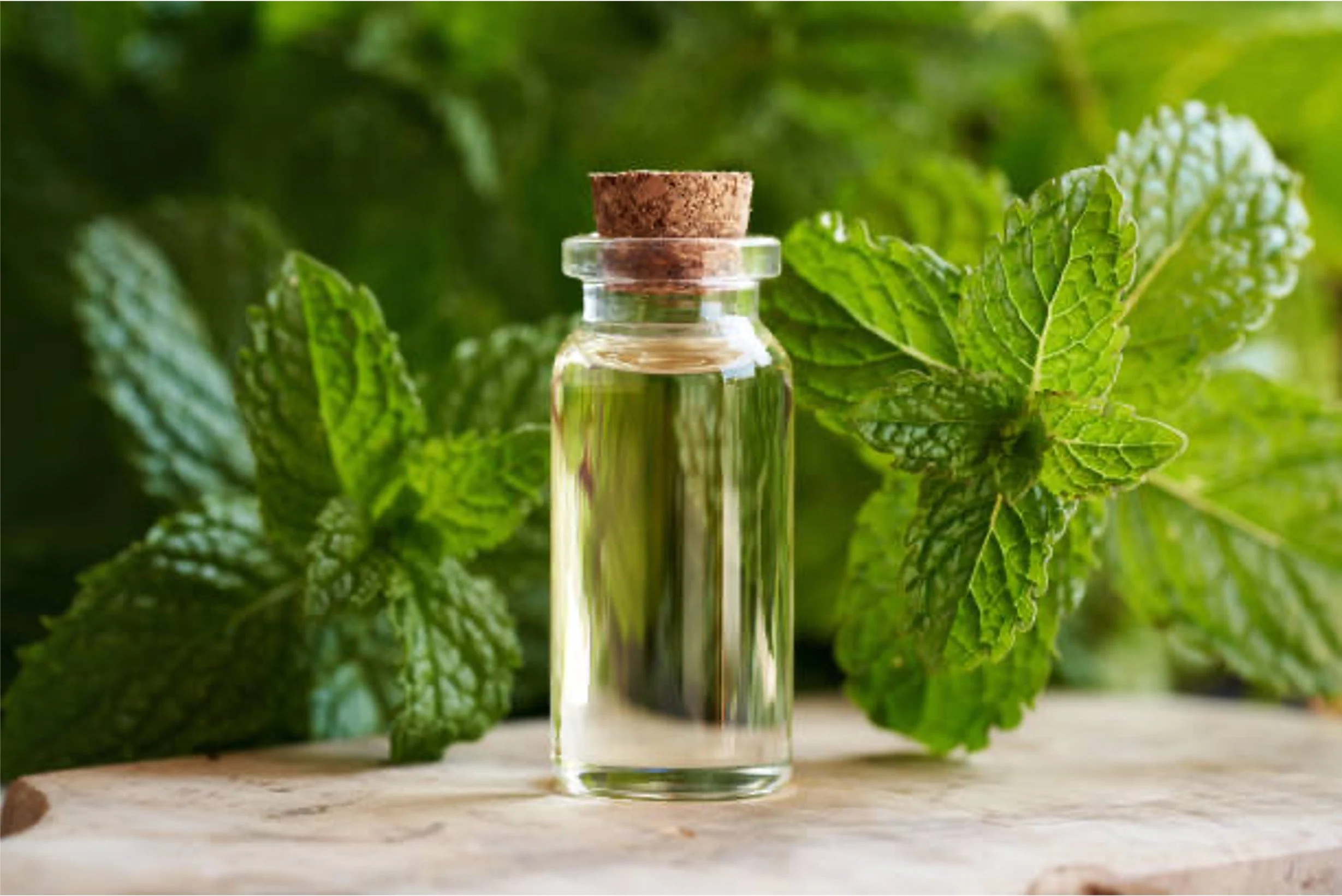 A_bottle_of_peppermint_oil_among_peppermint_plants